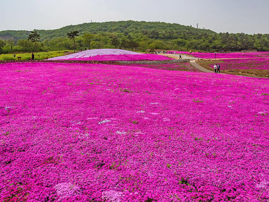 芝櫻（粉、紅、紫、白、花）